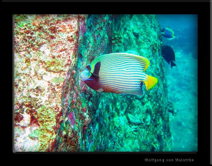 emperor-angelfish1.jpg - Emperor angelfish.