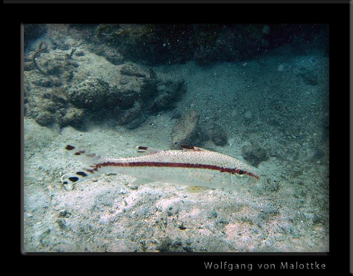 firre19.jpg - Black striped goatfish.