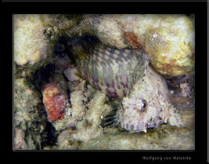 fiskvetinte.jpg - Snorkling på Freedom beach Phuket, nån form av Dragonet firre.