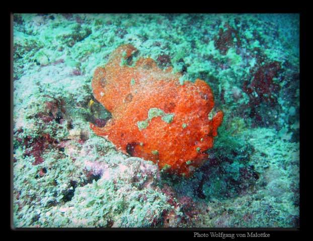 frogfish_0406.jpg - Froggis (Tångulk på svenska)