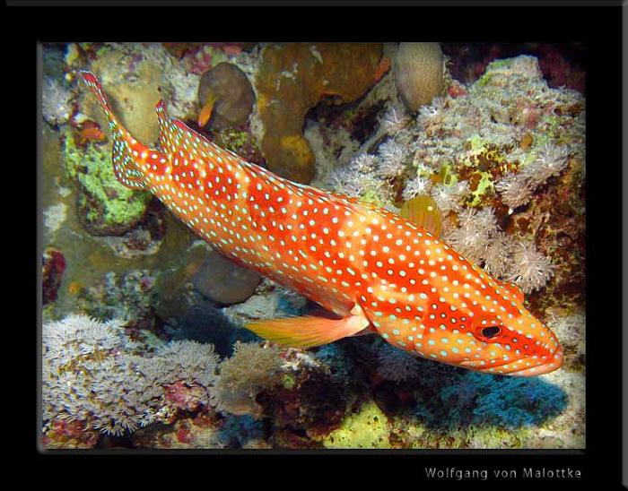 groupermacro.jpg - Smaragd grouper, som en gös fast röd och prickig.