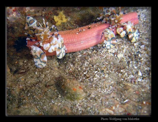 harequinshrimpx2_0406_-kopi.jpg - Ett snyggt par harlequinräkor som kalasar på en stjöstjärna, ca:31m under ytan på Richelieu Rocks.
