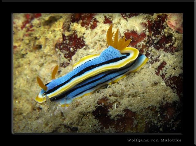 iFilipp10.jpg - Nudibranch