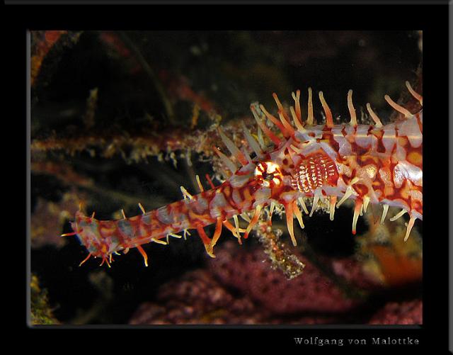 iFilipp129.jpg - Harlequin Ghostpipefish i närstudie