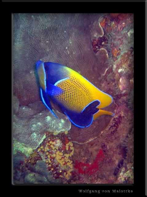 iFilipp24.JPG - Fina fisken Blue girdled angelfish