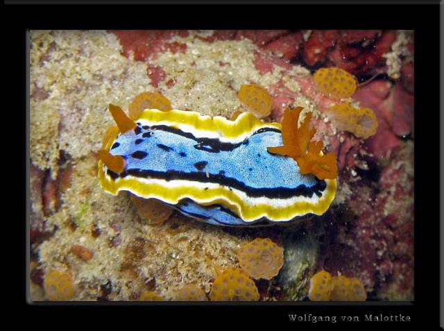 iFilipp29.jpg - Nudi....