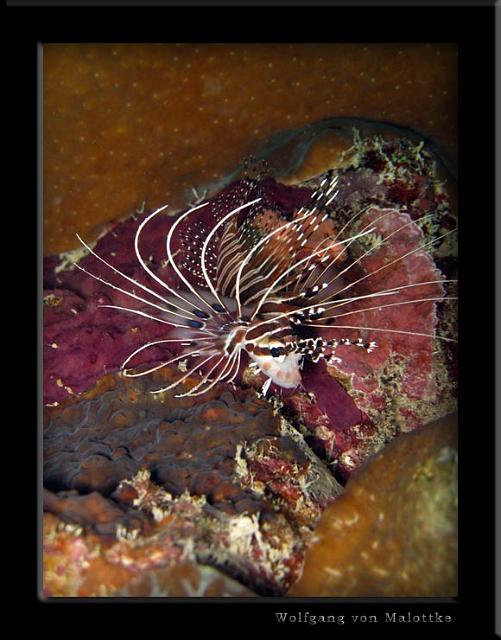 iFilipp33.jpg - Lionfish