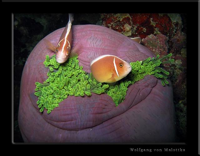 iFilipp4.jpg - Skunk anemonfiskar i en ätande anemon