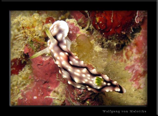 iFilipp48.jpg - Nudi...