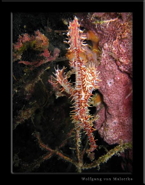 iFilipp5.jpg - Helequin Ghostpipefish