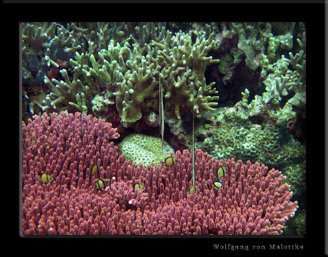 iFilipp52.jpg - Två räkfiskar på en vacker lila korall