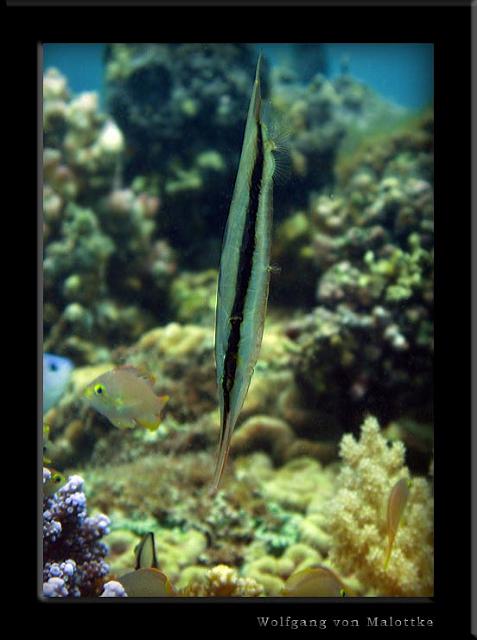 iFilipp53.jpg - Räkfisk, skumt namn men shrimpfish heter dom