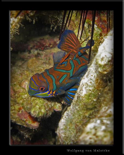 iFilipp62.jpg - Mandarinfisk, alla i strl 3-6 cm utom en hanne som var bortemot 10cm.
Otroligt skygga och även ljusskygga, tom rädda för rödlampa!