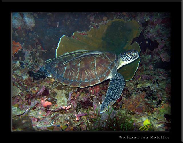 iFilipp67.jpg - Green turtle
