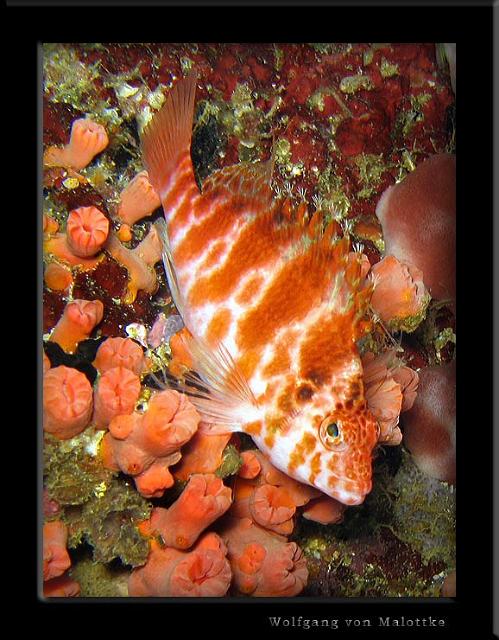iFilipp72.jpg - Spotted hawkfish