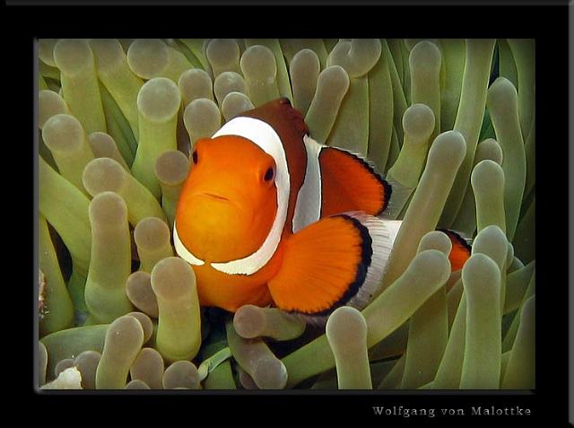 iFilipp78.jpg - Western clownfish, NEMO himsel!