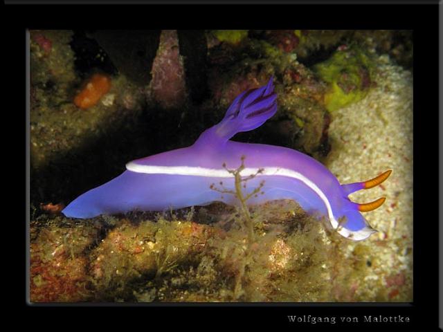 iFilipp81.jpg - Nudi