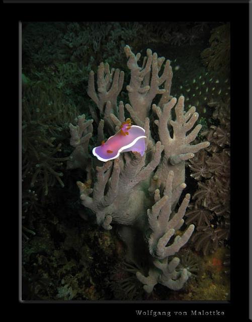 iFilipp84.jpg - nudi