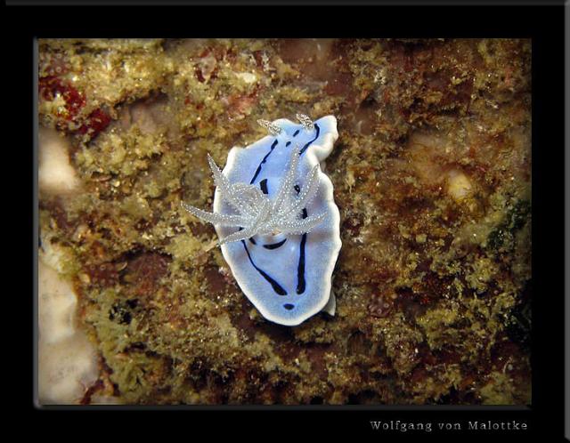 iFilipp88.jpg - Loch´s magnificent slug (Chromodoris lochi) tror jag!