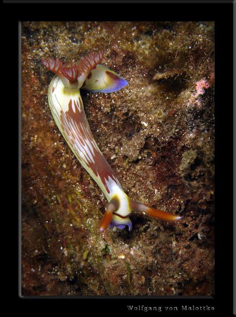 iFilipp89.jpg - Lined neon slug (Nembrotha lineolata)