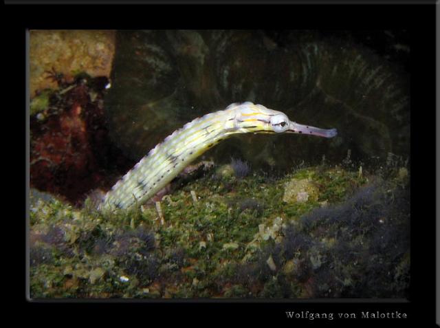 iFilipp9.jpg - Snakepipefish