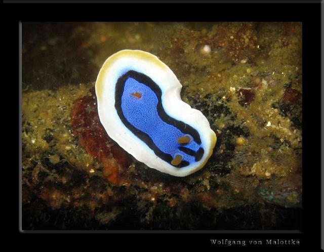 iFilipp97.jpg - Nudi