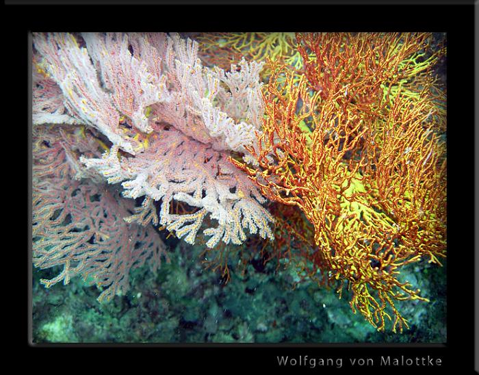 korall3.jpg - Ätande och vilande korall