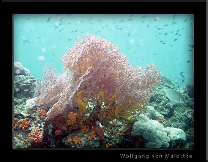 korall5.jpg - Hungrigsomfan korall