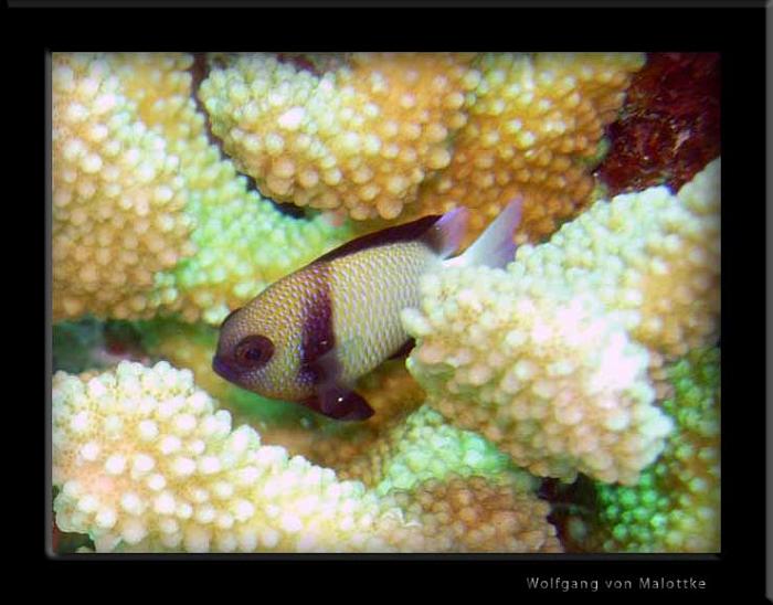 korallfisk1.jpg - Frökenfisk!