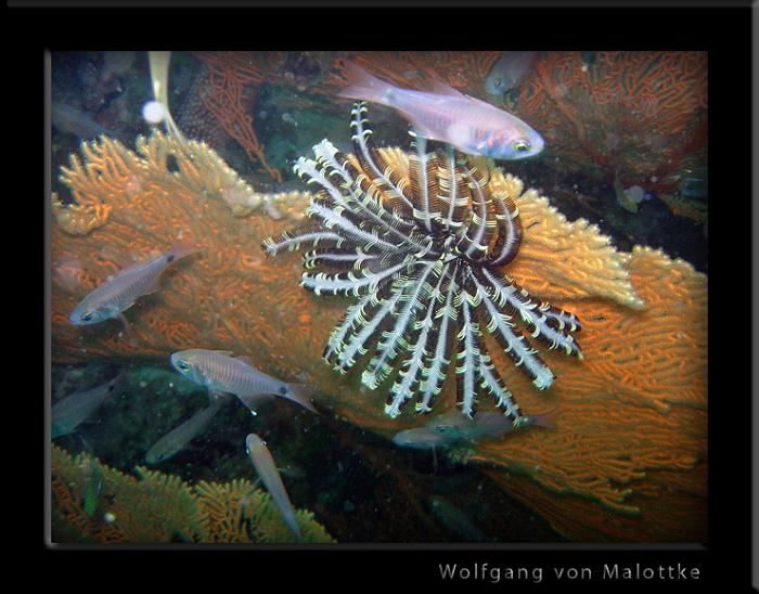 korallomask.jpg - Featherstar