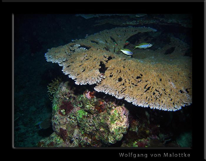 nattrev.jpg - Nattdyk Similan!