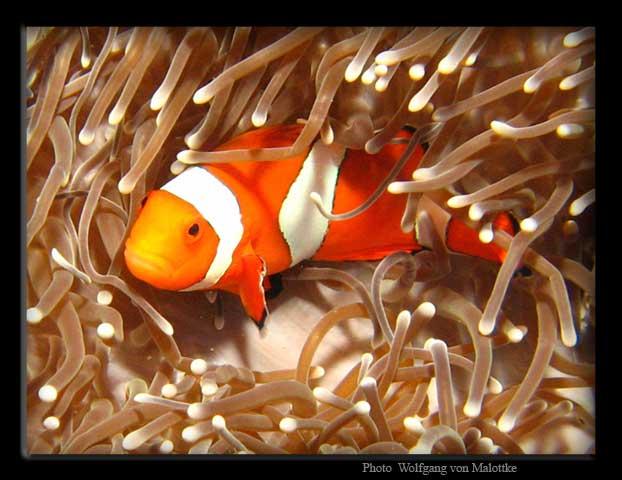 nemo2.jpg - Falsk Nemo
