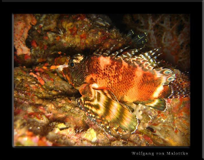 ocalleted-dwarf-lionfish.jpg - Ocalleted-dwarf-lionfish!
En riktig rarité både enl guiderna och böcker!