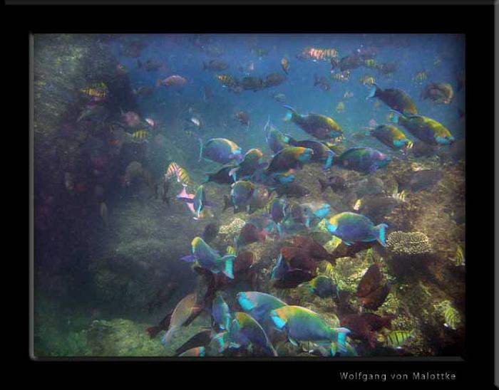 papegojstim2.jpg - Snorkling på Yanui beach Phuket. En jäkla massa papegojfirrar..