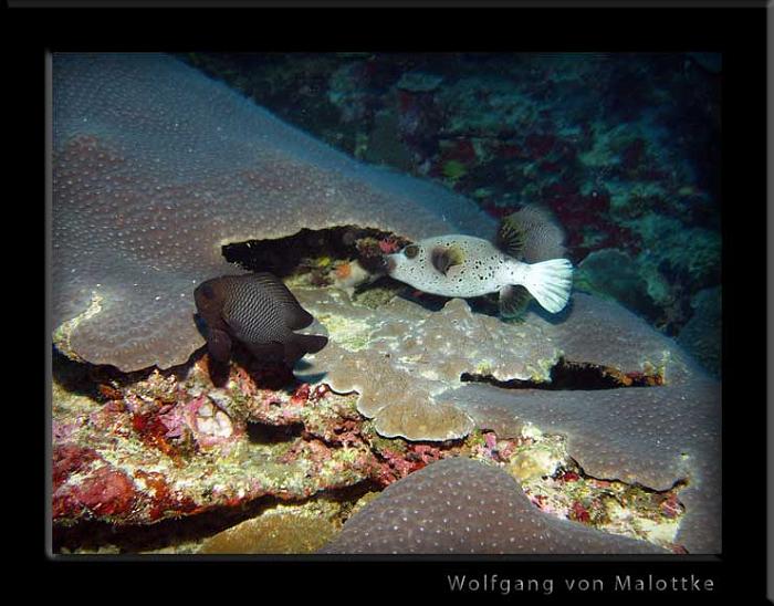 puffer-o-kompis.jpg - Nattdyk Similan