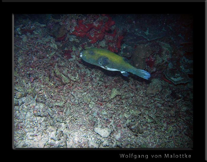 pufferinatten.jpg - Jätte puffer nattdyk Similan!