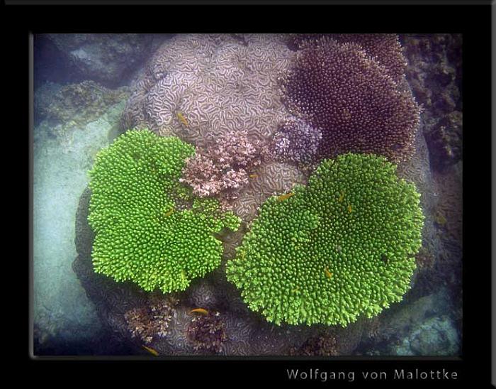skona-koraller.jpg - Häftiga koraller va?