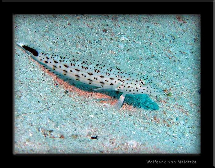 speckled-sandperchclose.jpg - Speckled sandperch, vad det nu betyder?