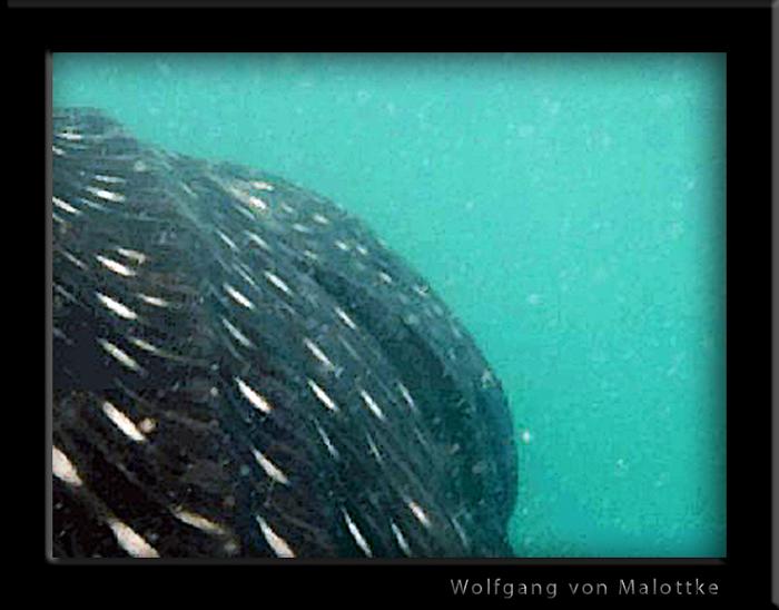 valhaj3.jpg - Koh Tao Sailrock, snorklade ovanpå den med en taikille hållandes mina fenor under kontroll så jag inte kickade den! Häftigt som fan!!!!!:):):)