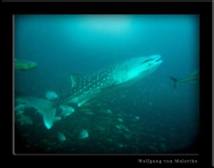 whaleshark5.jpg