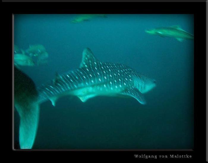 whaleshark8.jpg