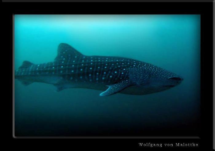 whalesharkphpa.jpg - *******Mäktigt!