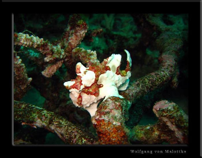 white-froggie.jpg - Froggie New deep six Similan!