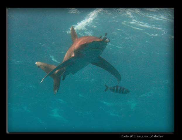 wtoceanic.jpg - Ser ganska grymt ut va? Anses som en av dom aggresivaste arterna,
Jagade upp våran dykguide i båten, sa han ialla fall.
Oceanic Whitetip