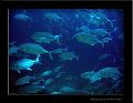 Bigeyed-Trevally