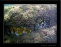 Honeycomb-moray-and-puffer