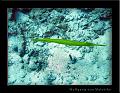 Pipefish