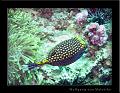 blackpuffer