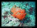 frogfish_0406