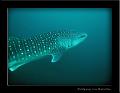 whaleshark7